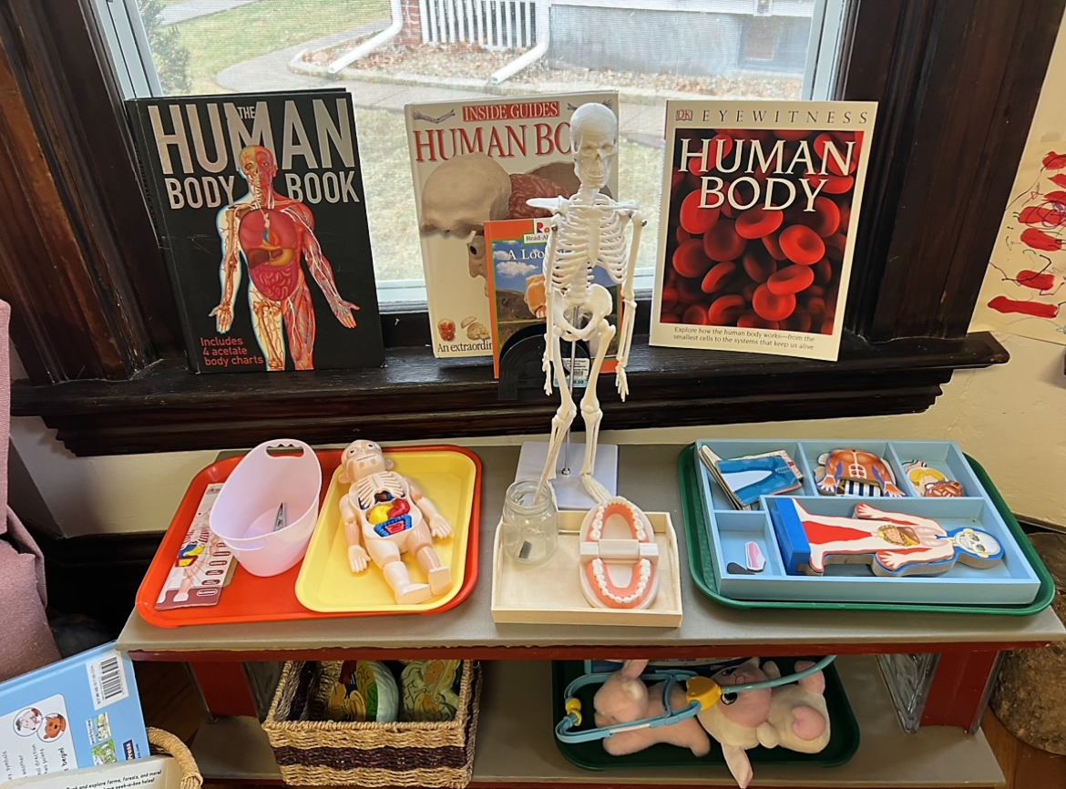 a shelf with Montessori science materials on trays